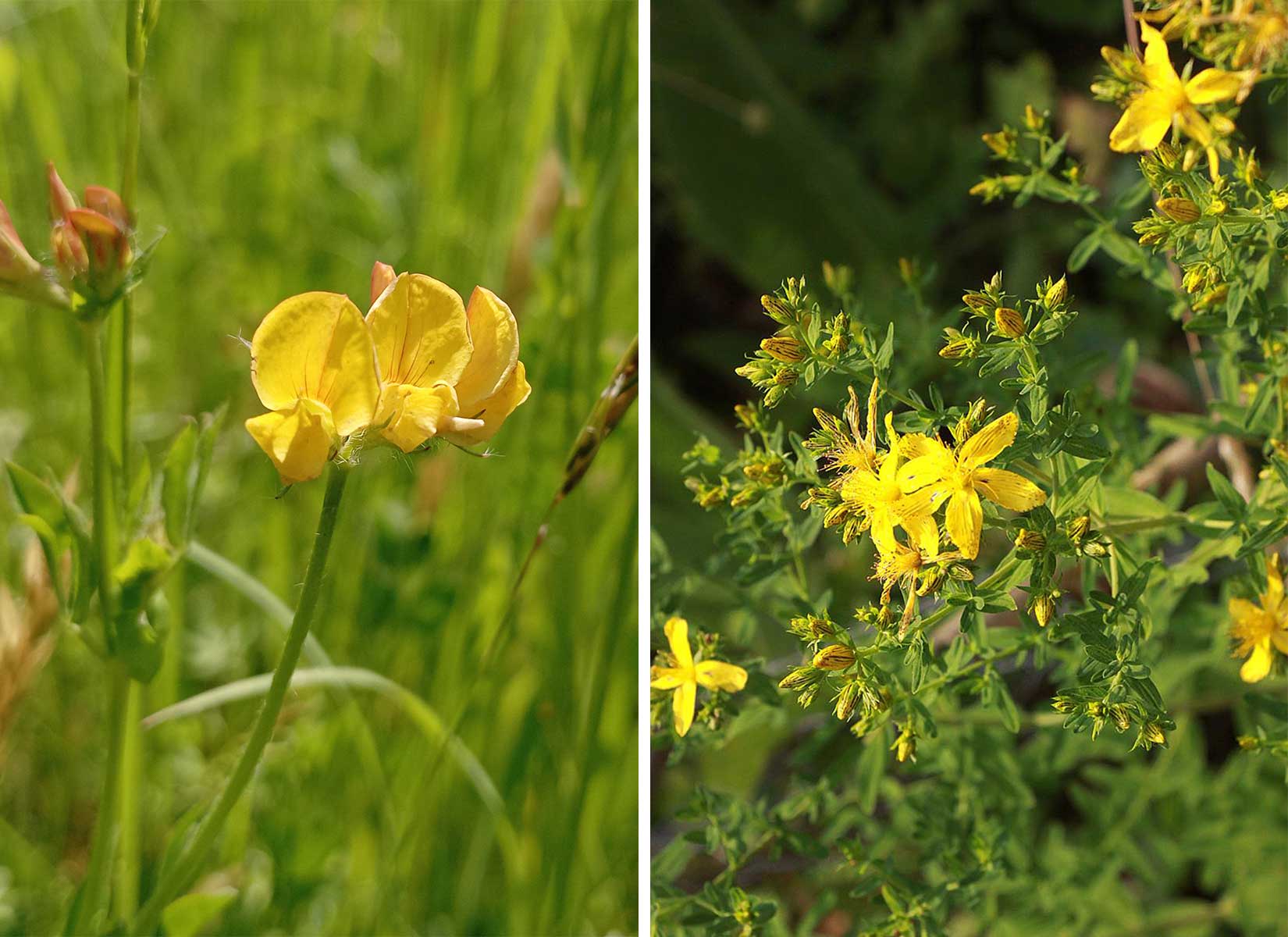 Mehr über den Artikel erfahren WILDBLUMEN BESTIMMEN IM ÖKOTOP