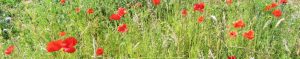 Mehr über den Artikel erfahren Wildgarten